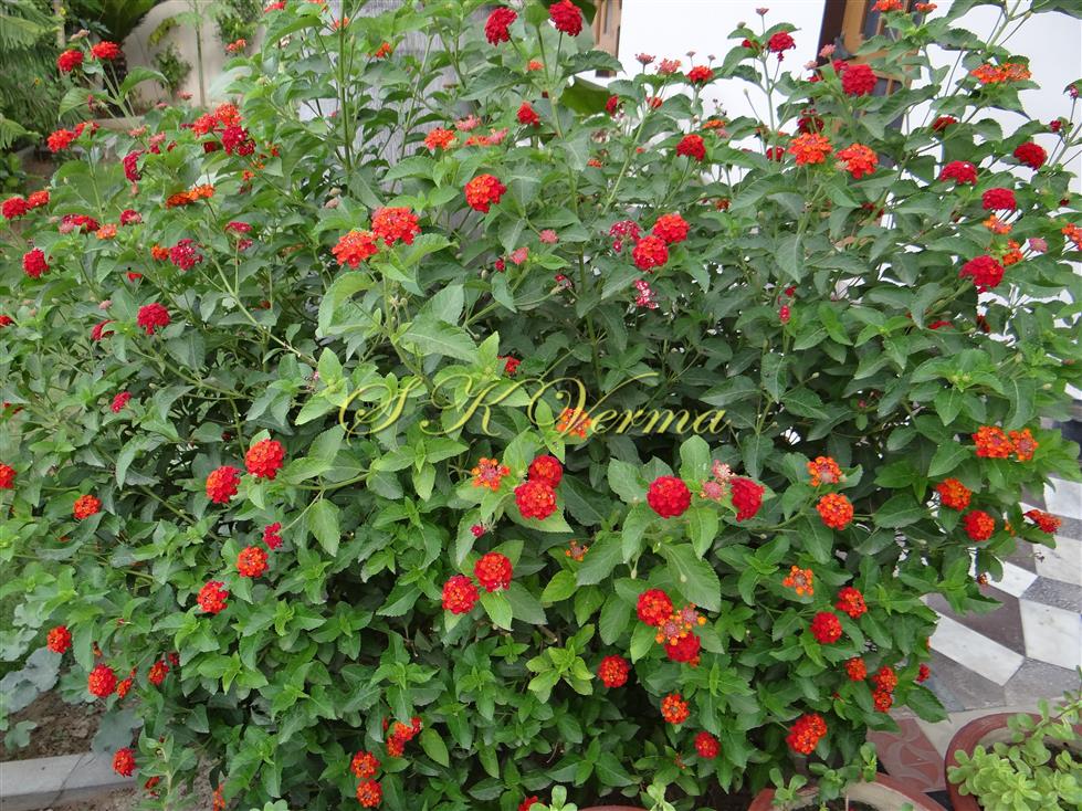  Plant